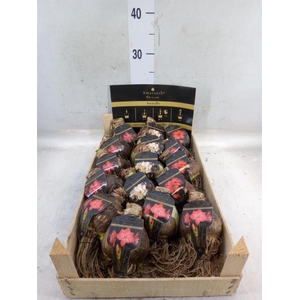 Hippeastrum   ...flowerbulbs