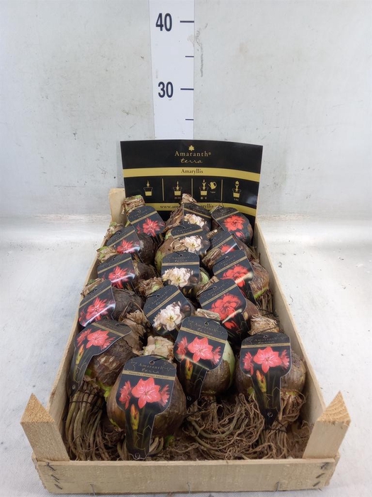 <h4>Hippeastrum   ...flowerbulbs</h4>