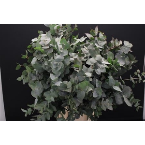 EUC CINEREA KORT (ZAF)