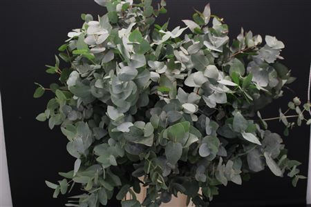 EUC CINEREA KORT (ZAF)