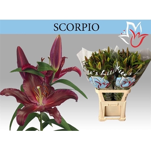 Li Or Scorpio
