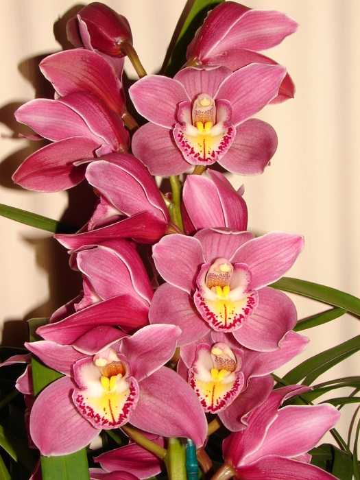 Cymbidium 5/7 Dark Pink Bl pst