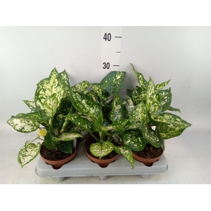 Aglaonema   ...