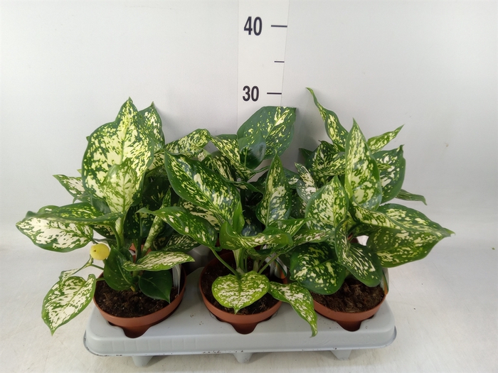 <h4>Aglaonema   ...</h4>