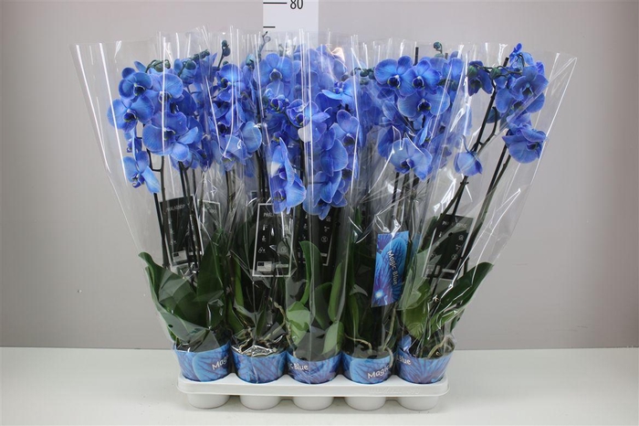 <h4>Phal Royal Art Blue 2 Tak</h4>