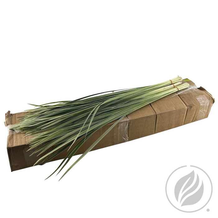 <h4>Lilygrass Variegata 70cm</h4>