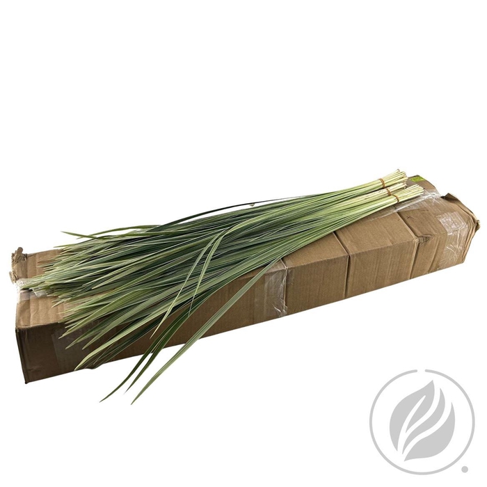 <h4>Lilygrass Variegata 80cm</h4>