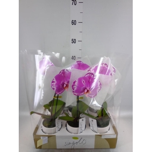 Phalaenopsis   ...
