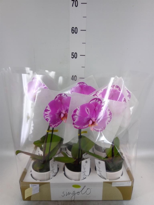<h4>Phalaenopsis   ...</h4>