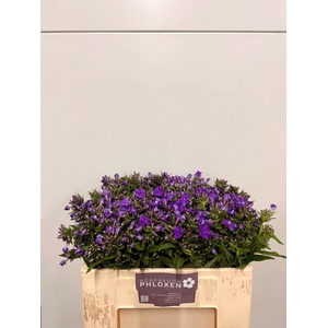 PHLOX P CRISSY