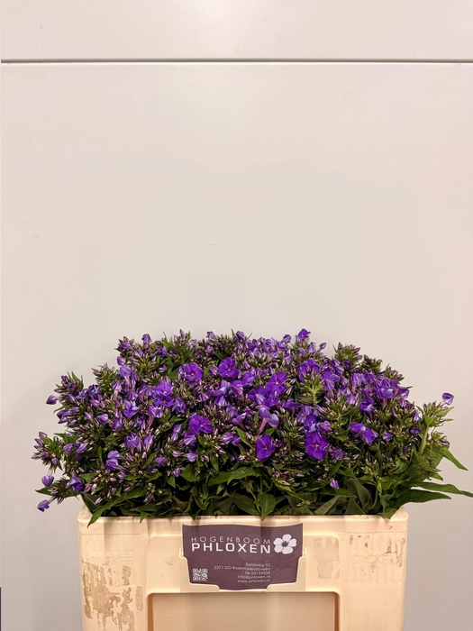 <h4>PHLOX P CRISSY</h4>
