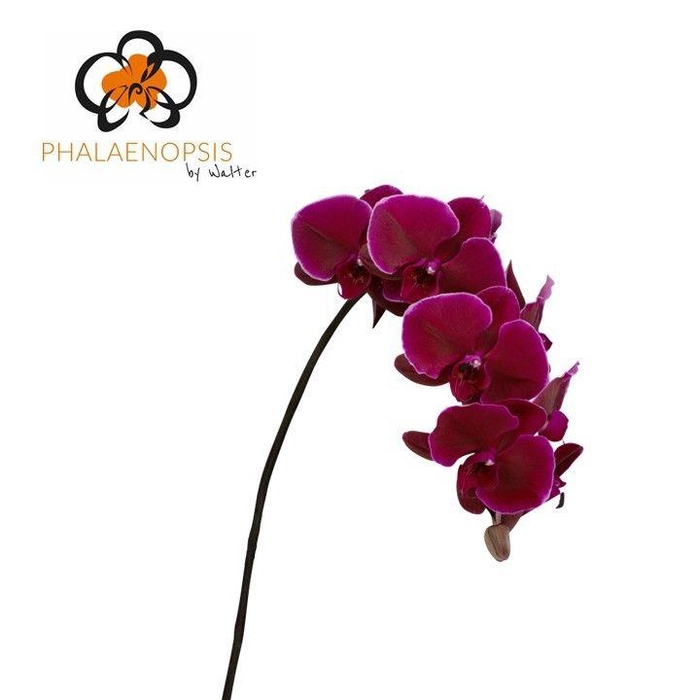 <h4>Phal Velvet Janet 7-9</h4>