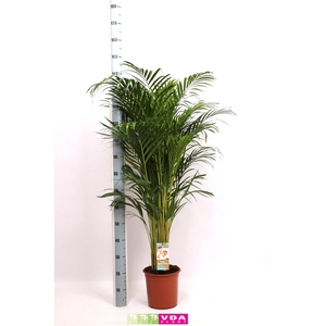Areca P24 L140