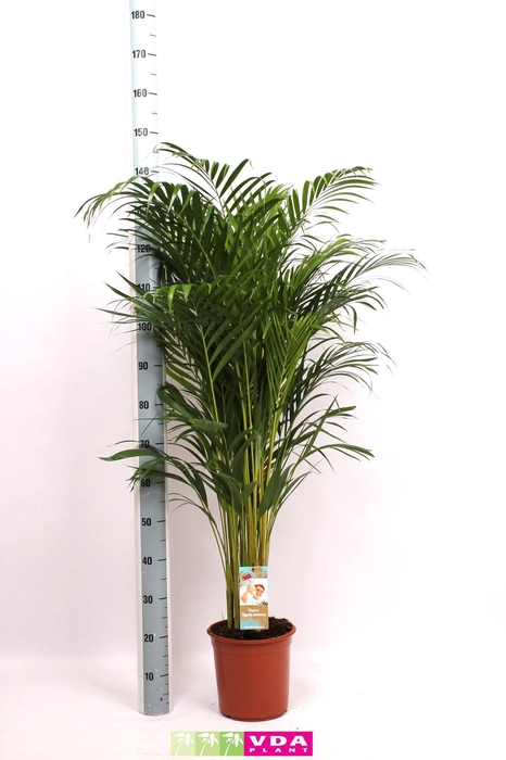 <h4>Areca P24 L140</h4>