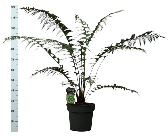 <h4>DICK ANTARCTICA</h4>