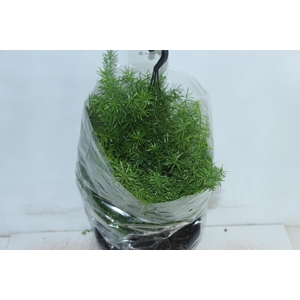 ASPARGO ALFINETE C21