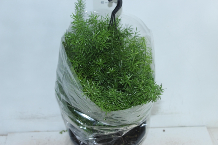 <h4>ASPARGO ALFINETE C21</h4>
