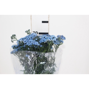 ACHILLEA MILLEFOLIUM AZUL TINTURADA 070 CM