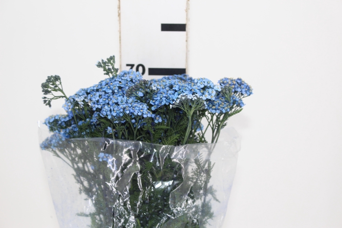 <h4>ACHILLEA MILLEFOLIUM AZUL TINTURADA 070 CM</h4>