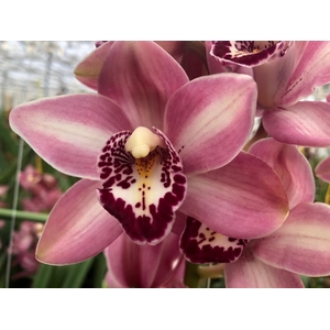 Cymbidium Mini Boudi X4 Leekade