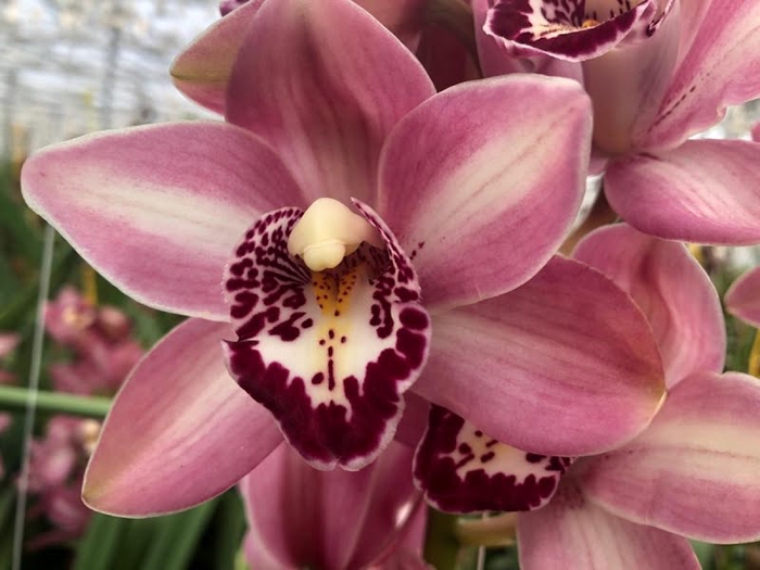 Cymbidium Mini Boudi X4 Leekade