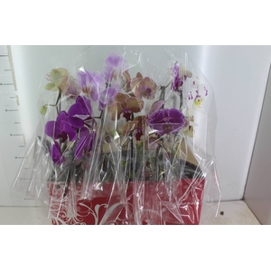 PHALAENOPSIS CASCATA ESPECIAL P15 MIN 8 FLS