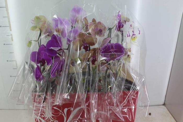 <h4>PHALAENOPSIS CASCATA ESPECIAL P15 MIN 8 FLS</h4>