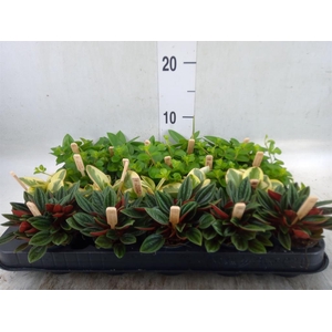 Peperomia   ...mix