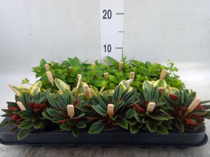 <h4>Peperomia   ...mix</h4>