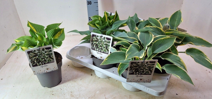 <h4>HOST SIEBOLDII</h4>