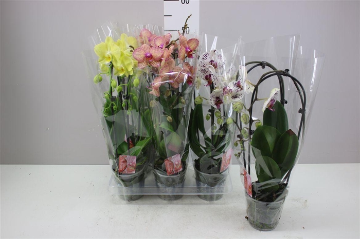 <h4>Phal Cascade Mix 2 Tak</h4>