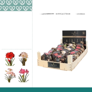 Amaryllis Amaranth 28/30 Dubbelbloemig in Wooden Crate