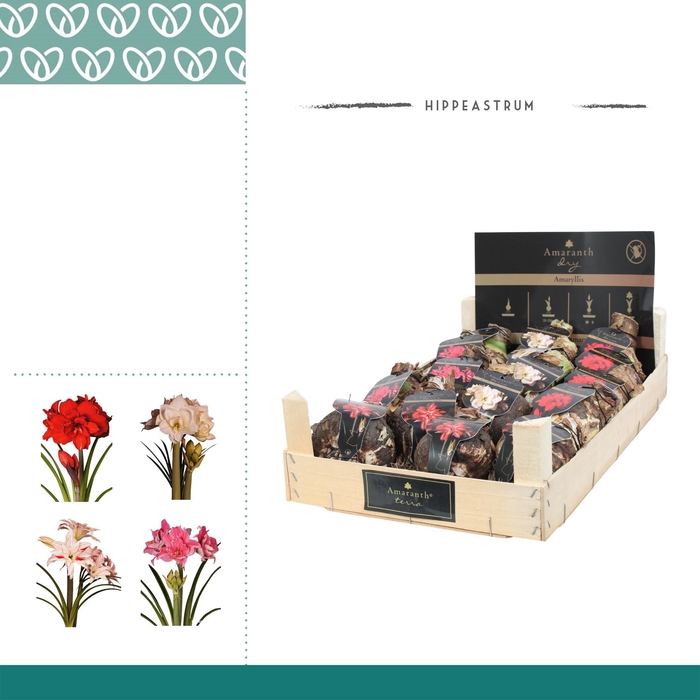 <h4>Amaryllis Amaranth 28/30 Dubbelbloemig in Wooden Crate</h4>