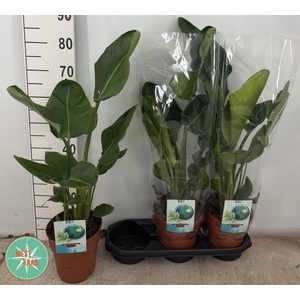 STRELITZIA NICOLAI
