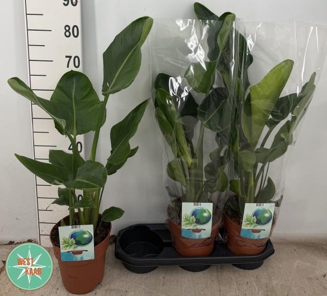 <h4>STRELITZIA NICOLAI</h4>