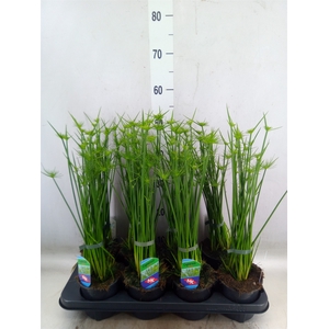 Cyperus haspan