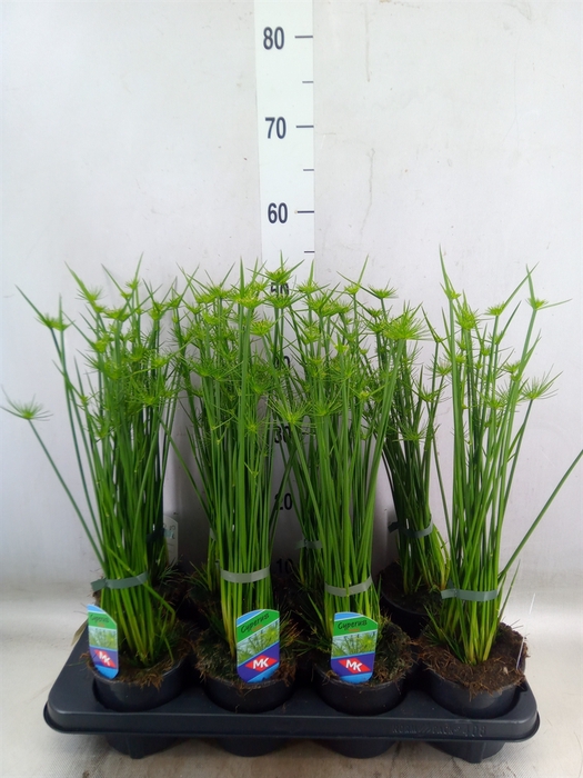 <h4>Cyperus haspan</h4>