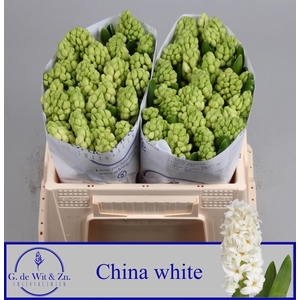 HYAC CHINA WHITE