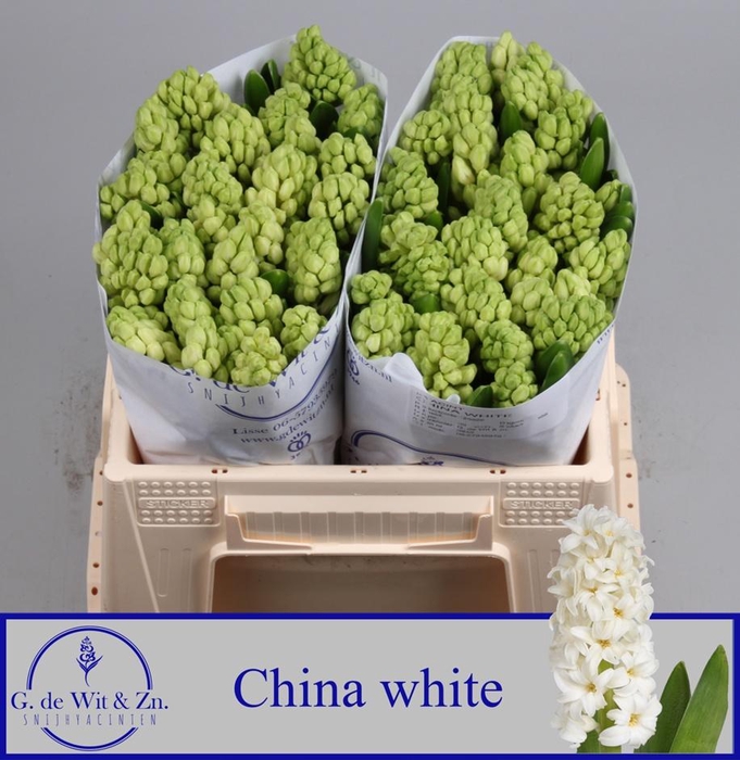 <h4>HYAC CHINA WHITE</h4>