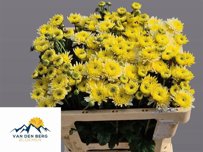 <h4>Chr T Blenda White</h4>