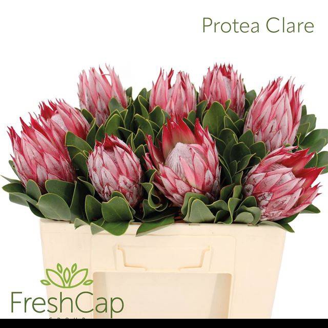 <h4>PROTEA CY CLARE</h4>
