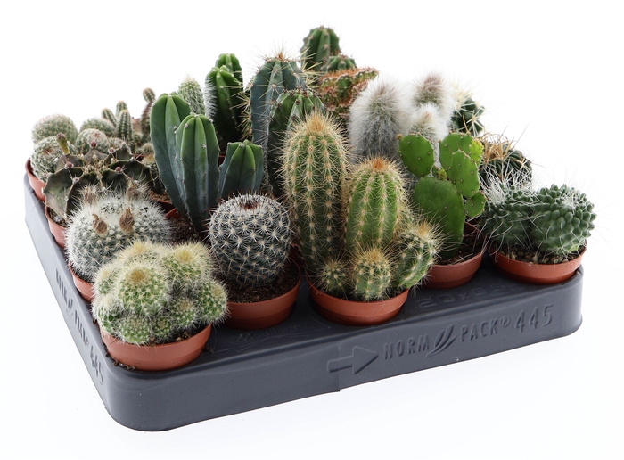 <h4>Cactus   ...mix</h4>