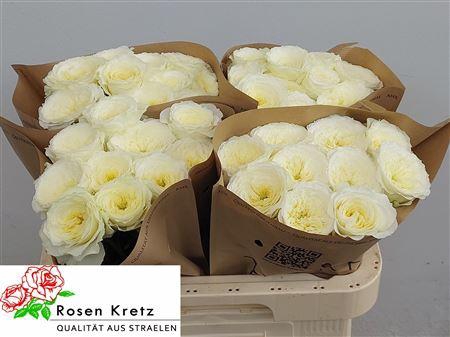 <h4>R Gr Lotti+</h4>