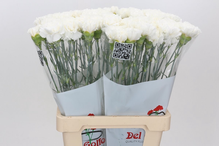 <h4>Dianthus St Holly</h4>