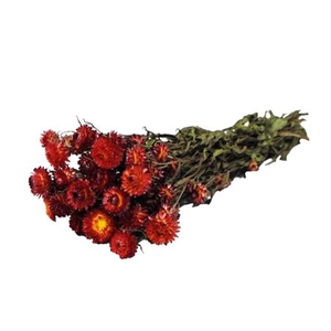 Dried Helichrysum Red Bunch