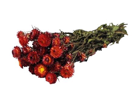 <h4>Dried Helichrysum Red Bunch</h4>