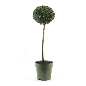 Buxus semp. Mono-Ball on Stem XXL