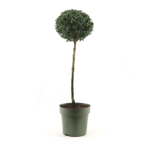 Buxus semp. Mono-Ball on Stem XXL