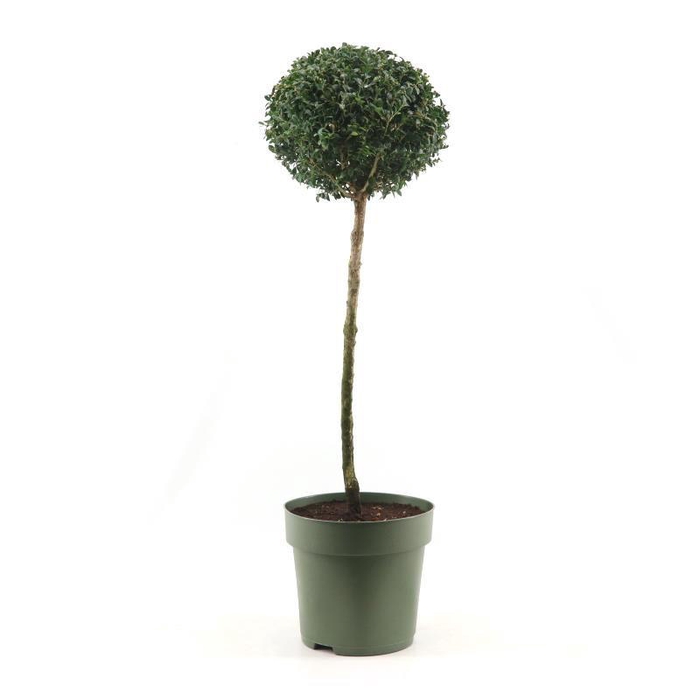 <h4>Buxus semp. Mono-Ball on Stem XXL</h4>