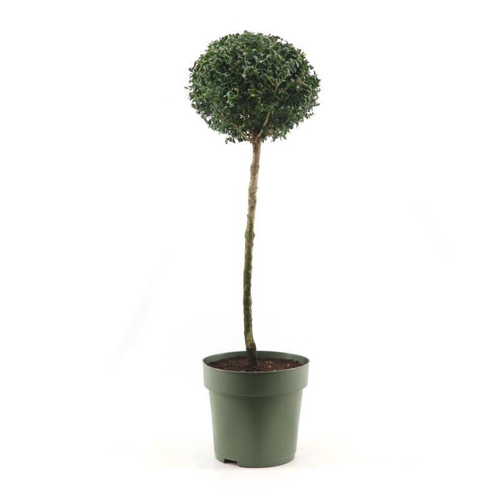 <h4>Buxus semp. Mono-Ball on Stem XXL</h4>
